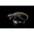 Statua Iron Studios Jurassic World - T-Rex Icons