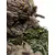 Weta Workshop The Lord of the Rings Trilogy - Leaflock the Ent Limited Edition Statue 1:6 Scale