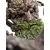 Weta Workshop The Lord of the Rings Trilogy - Leaflock the Ent Limited Edition Statue 1:6 Scale