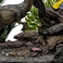 Iron Studios Jurassic Park - Dennis Nedry trifft den Dilophosaurus Statue Deluxe Art Scale 1/10