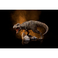 Iron Studios Jurassic World - Estatua T-Rex Icons