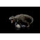 Statua Iron Studios Jurassic World - T-Rex Icons