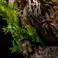 Infinity Studio Jurassic World Dominion - Tyrannosaurus Rex Bust Wall Mounted + Display stand