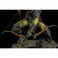 Iron Studios Ο Άρχοντας των Δαχτυλιδιών - Τοξότης Orc Statue Art Scale 1/10