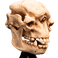 Weta Workshop El Señor de los Anillos - Cráneo de un trol de las cavernas en miniatura