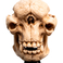 Weta Workshop El Señor de los Anillos - Cráneo de un trol de las cavernas en miniatura