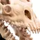 Weta Workshop Lord of the Rings - Skull of a Fell Beast Minuature