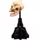 Weta Workshop Lord of the Rings - Skull of Lurtz Minuature