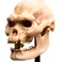 Weta Workshop Lord of the Rings - Skull of Lurtz Minuature