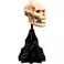 Weta Workshop Lord of the Rings - Skull of Lurtz Minuature