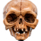Weta Workshop Lord of the Rings - Skull of Gollum Minuature