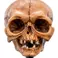 Weta Workshop LORD OF THE RINGS - Skull of Gollum Minuature Statue