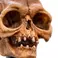 Weta Workshop LORD OF THE RINGS - Skull of Gollum Minuature Statue