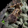 Blizzard World of Warcraft - Statua premium di Illidan Stormrage