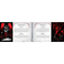 Blizzard Diablo: The Sanctuary Tarot Deck and Guidebook
