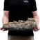 Weta Workshop The Lord of the Rings Trilogy - Edoras Limited Edition Environment