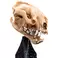 Weta Workshop The Lord of the Rings Trilogy- Miniature Skull of a Warg