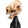 Weta Workshop The Lord of the Rings Trilogy- Miniature Skull of a Warg