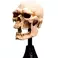 Weta Workshop The Lord of the Rings - Miniature Skull of a Mordor Orc