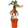 Collezione Noble Harry Potter - Peluche elettronico Mandrake