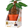 Collezione Noble Harry Potter - Peluche elettronico Mandrake