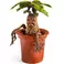 Noble Collection Harry Potter - Magical Creatures #17 - Mandrake Figure