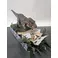 OUTLET Iron Studios Jurassic Park - T-Rex attacks Donald Gennaro Statue Demi Scale 1/20