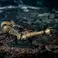PureArts Elden Ring - Arm of Malenia Mini Replica 1/3 Scale