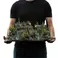 Weta Workshop The Lord of the Rings Trilogy- Rivendell Environment Open Edition